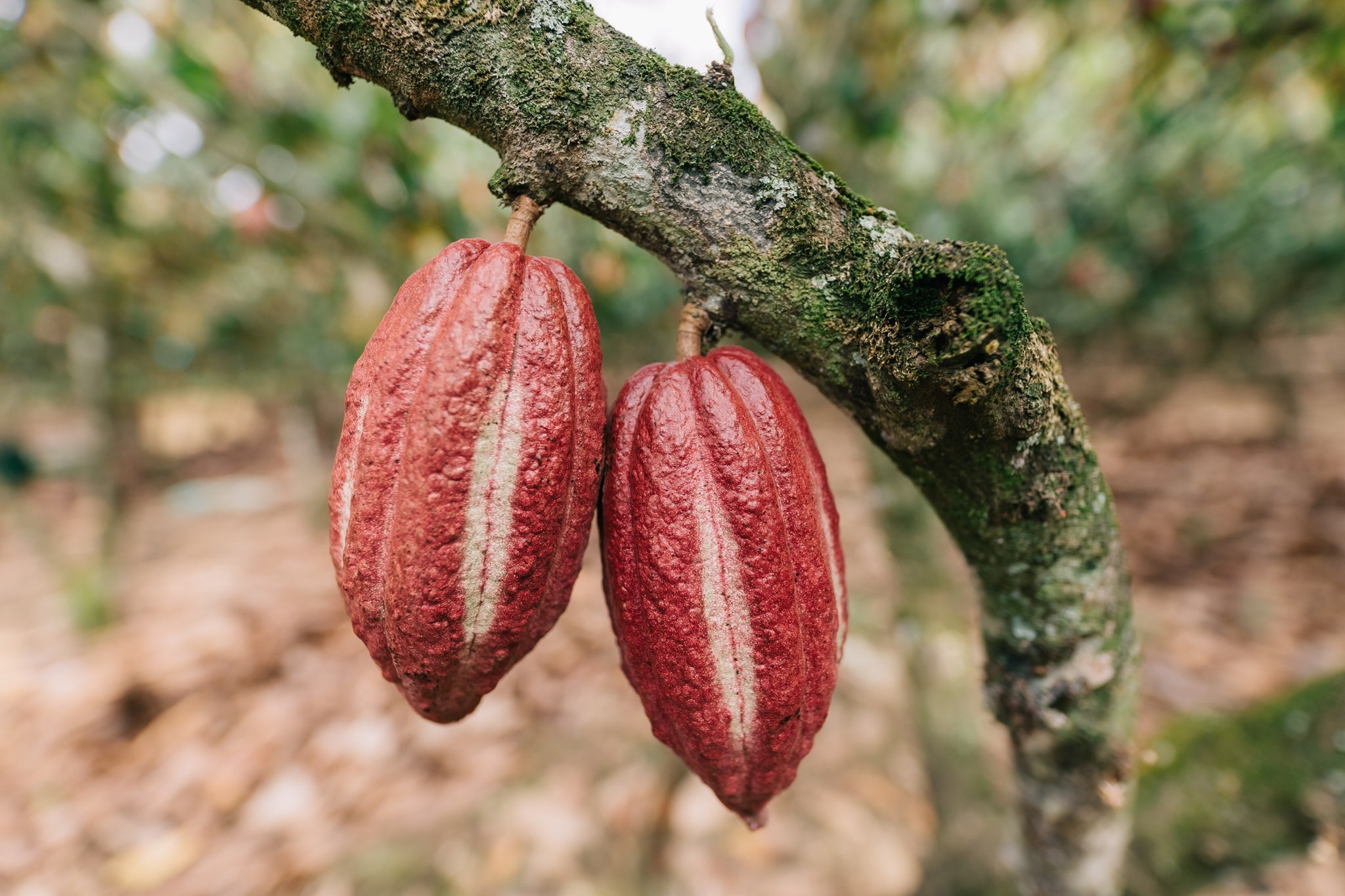 Auro Chocolate Cacao Pods 