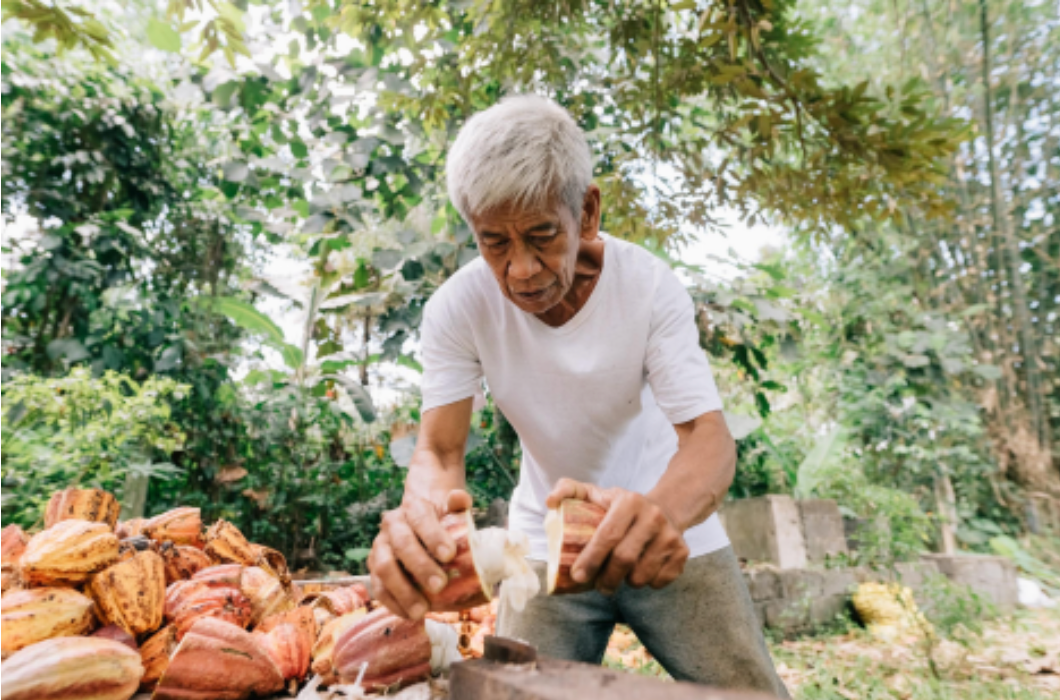 One of our partner farmers break the pods to get cacao wet beans