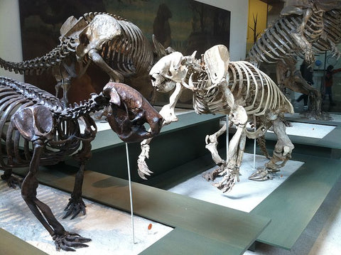 skeleton of giant ground sloth