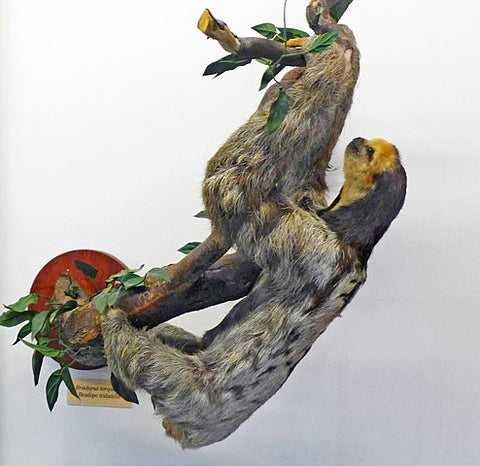 maned sloth climbing tree