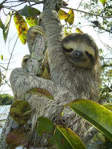 pygmy sloth in tree