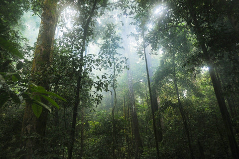 sunlight beaming through rainforest