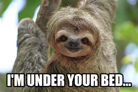 Sloth looking directly into camera on tree