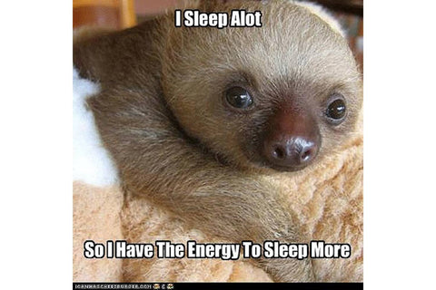 Baby sloth on a blanket