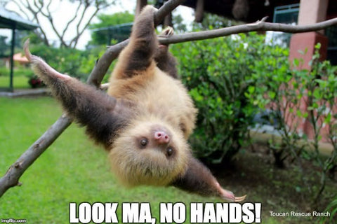 Sloth hanging from tree upside down