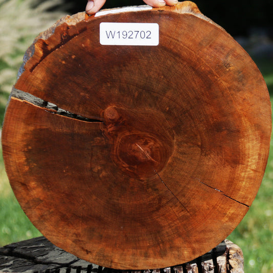 20 pc Red CEDAR Live Edge Wood Rounds Natural Cookies 1-1/8 to 1-3/8~ 1  thick
