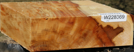 Extra Fancy Box Elder Bowl Blank