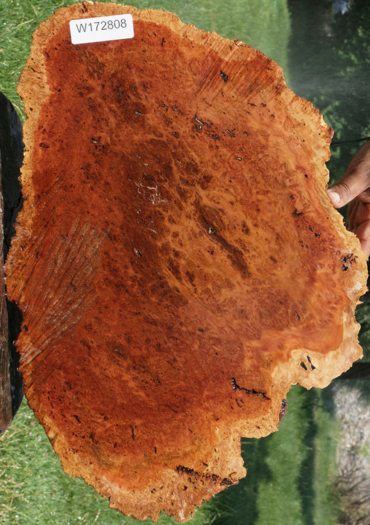 Exhibition Red Coolibah Burl Cookie