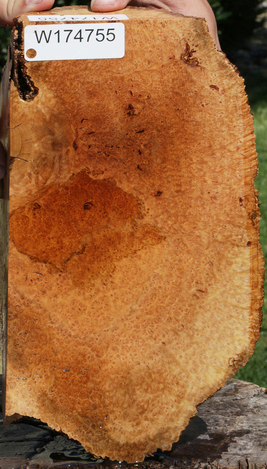 Extra Fancy Kanista Live Edge Burl Slice