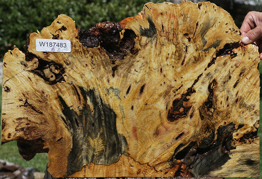 Rustic Buckeye Burl Live Edge Lumber