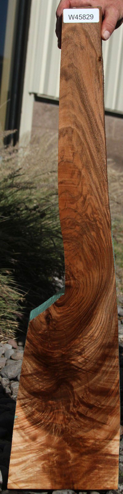 Exhibition Feather Crotch Figured English Walnut