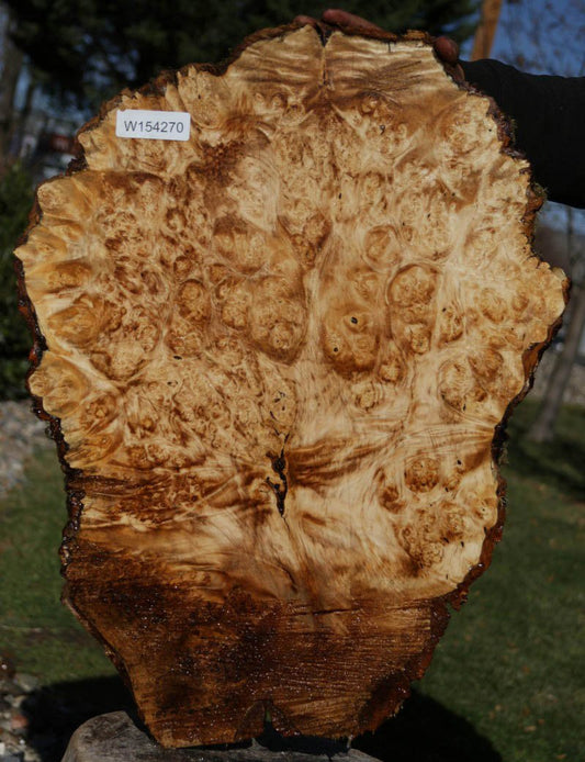 Western Big Leaf Maple Burl Cap