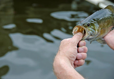 An angler with a smallmouth bass – another popular species for American anglers