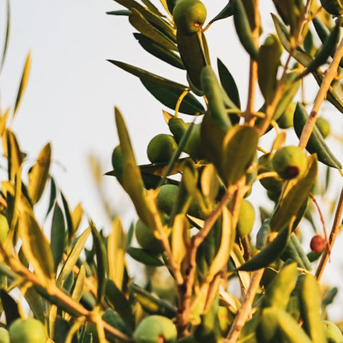 Morrocan Argan Tree Closeup