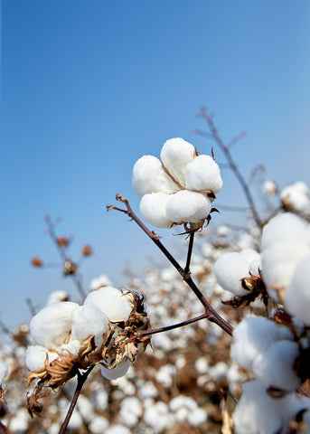Boll of cotton in field