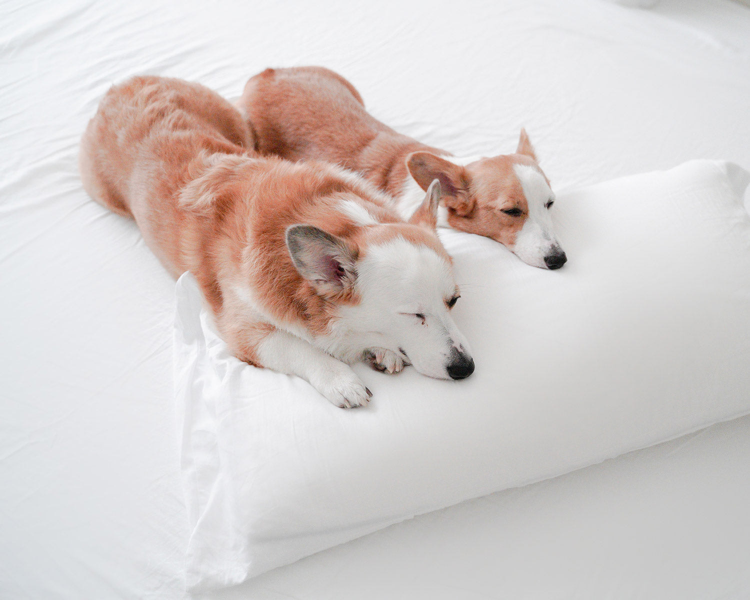 two corgi dogs sleeping on white Peacock Alley sheets