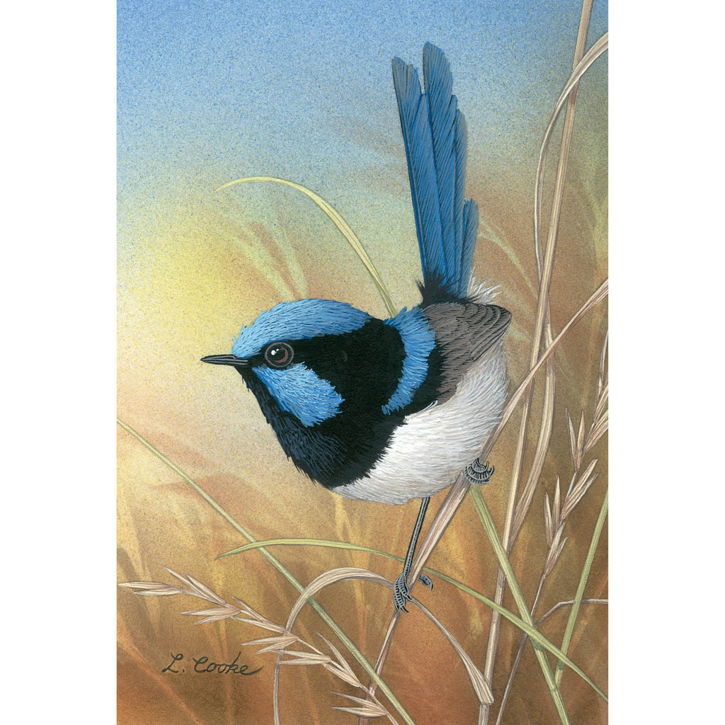 LC08 Superb Blue Wren – Art Publishing Australia