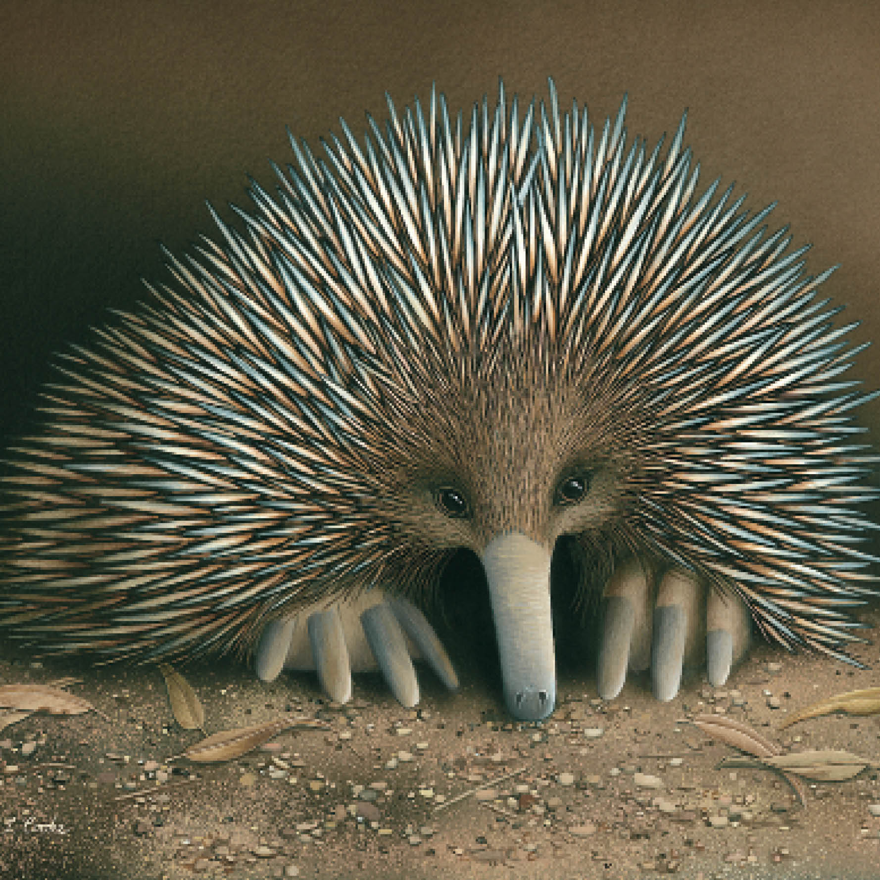 LC09G Australian Short Nosed Echidna  Art Publishing 