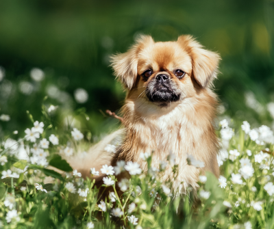 3 ways to live a less toxic life with your pet