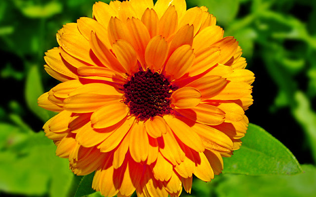 How To Use Calendula In Skin Care? – SkinKraft