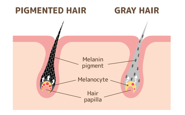 CAN YOU REVERSE GRAY HAIR  Dermatologist DrDrayzday  YouTube