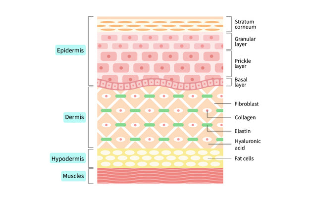 SkinInspired HairEpidermisDermis Hierarchical Structures for Electronic  Skin Sensors with High Sensitivity over a Wide Linear Range  ACS Nano