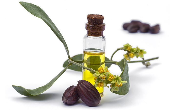 Jojoba oil, leaves, flower and seeds