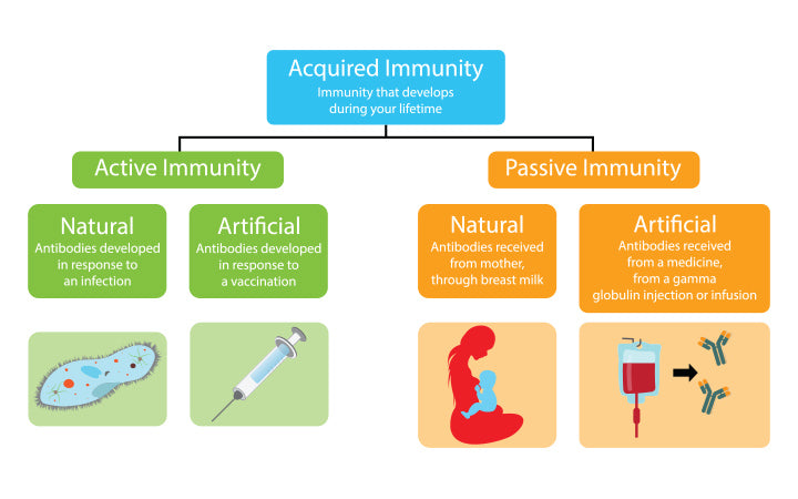 When Does Baby Develop Immunity?