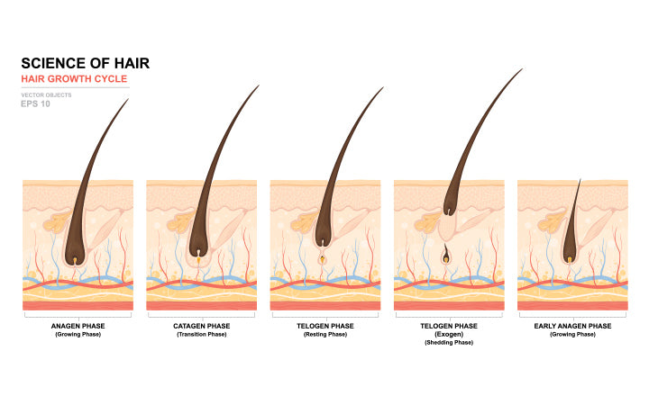 Stages of the hair growth cycle