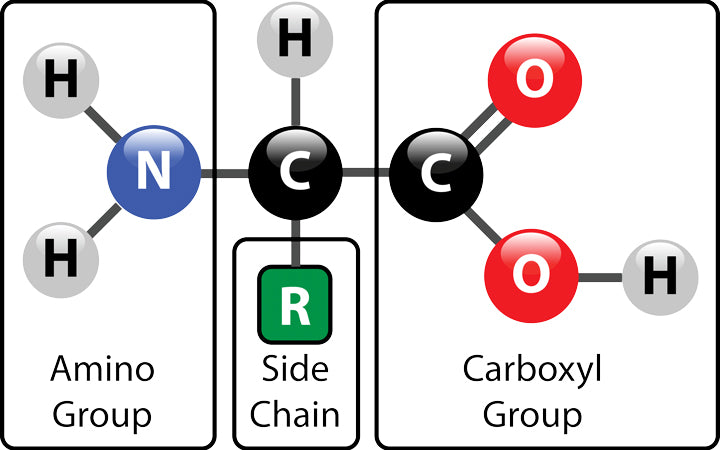 amino acid structure