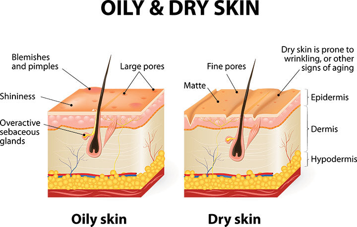 different human skin types oily and dry skin