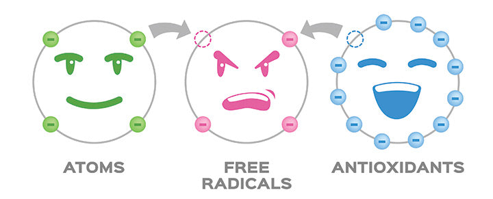 free radical and antioxidant vector and antioxidant donates electron to free radical