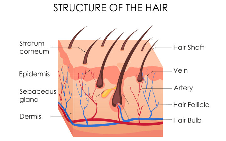 vector illustration human hair diagram piece