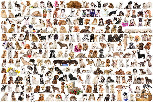 The World of Dogs Poster (200 Furry Pets) - Eurographics