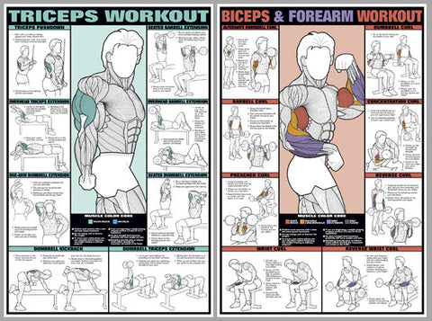 bicep workouts chart