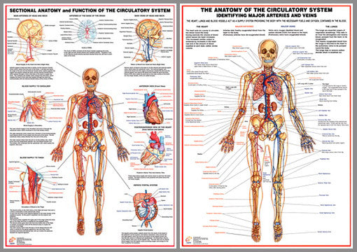 Anatomy of the Circulatory System 2-Poster Combo - Chartex – Sports