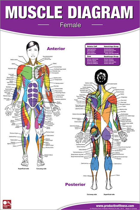 Anatomy Charts For Sale