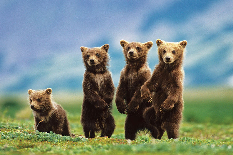 Four Brown Bear Cubs in the Wilderness Animal Beauty Poster