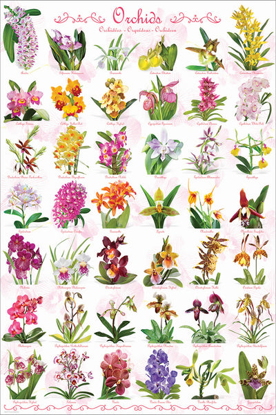 Orchids Poster (42 Beautiful Flower Varieties) - Eurographics