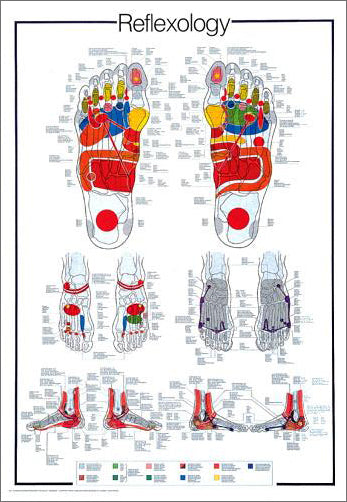 Reflexology Massage Therapy Reflex Points Wall Chart Poster - Nuova Arti Grafiche