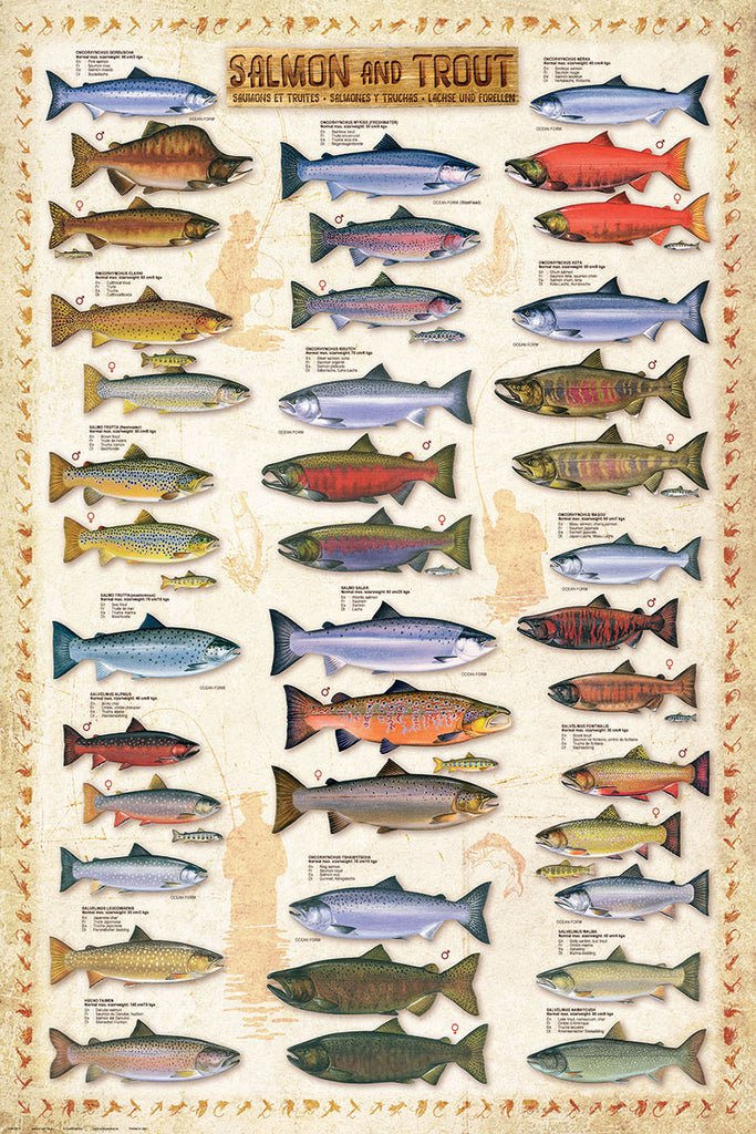 Salmon and Trout Fishing Wall Chart (17 Species) Poster - Eurographics ...