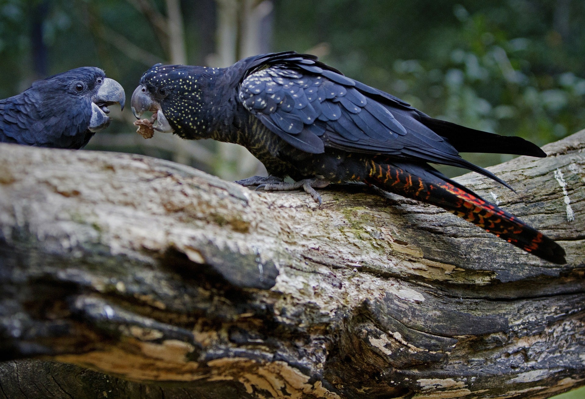 parrot leg leash