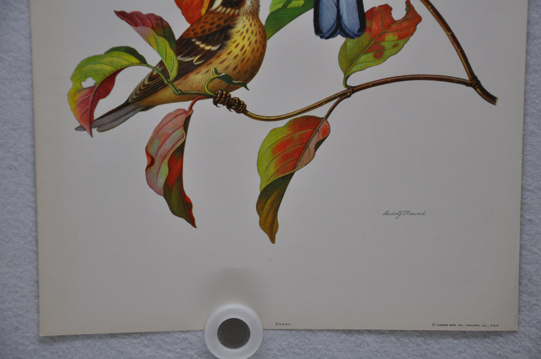 Rose Breasted Grosbeak on Fall Dogwood Rudolf Freund Birds Lithograph ...