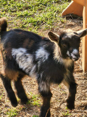 Nigerian Doeling