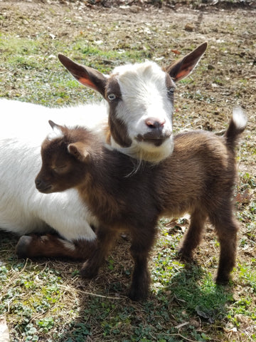 Grace and Tootsie