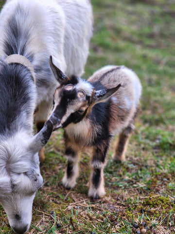 Nigerian Dwarf Doe and kid