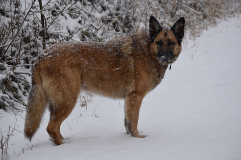 Sochi In The Snow