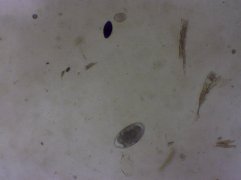 microscope image goat parasites