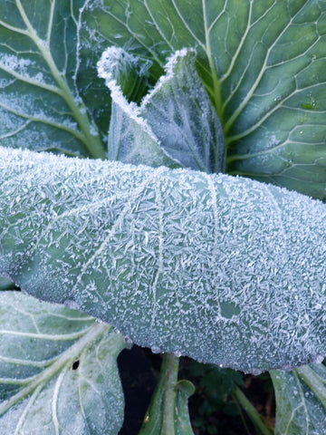 frost on collard greens