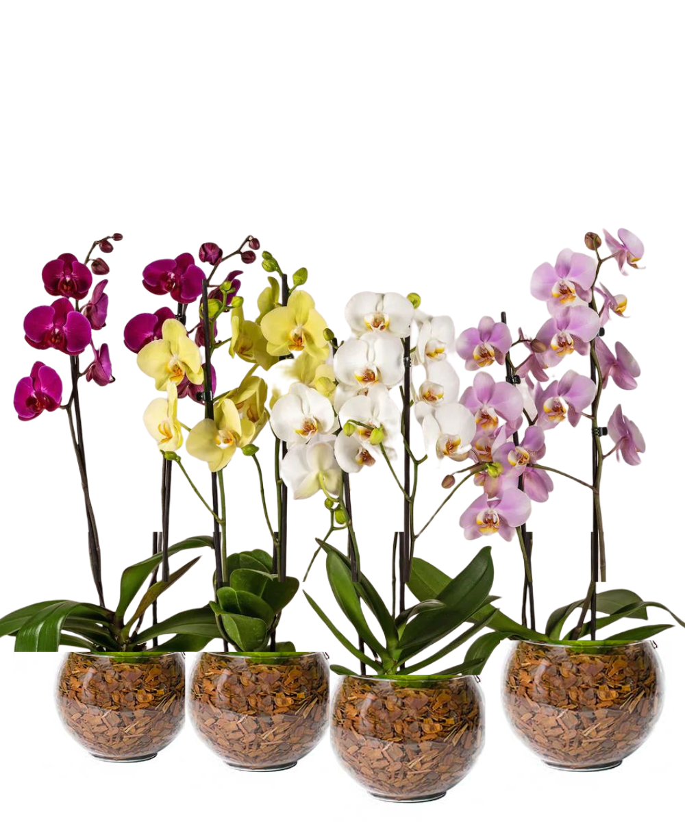 Mini Orquídea Exótica – Itaim Flores